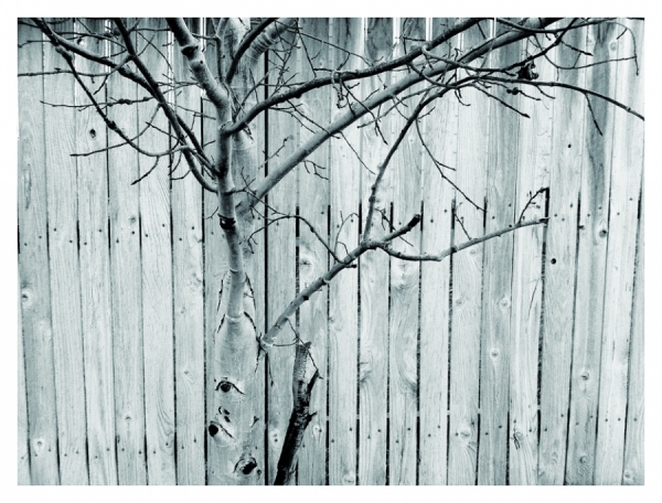 Photograph E J Carr Tree Fence 2 on One Eyeland